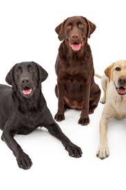 Black And White Labrador Puppy Three Labrador Retriever Dogs Isolated Against A White Backdrop With Black Chocolate And Yellow Color Co Labrador Labrador Retriever Golden Retriever Labrador