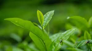 Image result for Theaceae