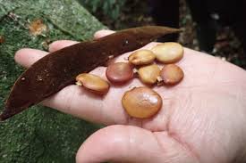 Image result for Paropsia braunii