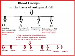Which Blood Group Is A Universal Recipient Quora