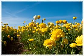 Image result for flower field images