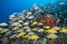 Common Reef Fish Of Florida And The Caribbean