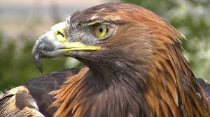 21,677,203 likes · 510,657 talking about this. Golden Eagle Bird Of Prey Spectacular Close Up Of Natures Hunting Machine Youtube