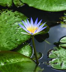 Image result for Nymphaea nouchali