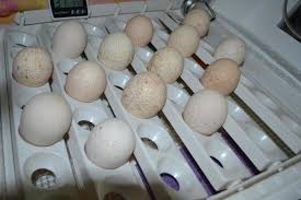 Bagi anda yang memiliki bisnis/usaha ayam petelur, maka penggunaan kandang baterai ini memang lebih baik. Penetasan Telur Ayam Belanda Kawalan Suhu Masa