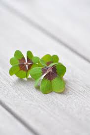 Only the best hd background pictures. Hd Wallpaper Green And Brown Four Clover Leaves Lucky Clover Klee Four Leaf Clover Wallpaper Flare