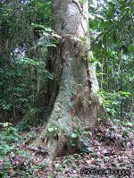 Image result for Lovoa swynnertonii