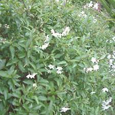 Image result for Solanum laxum