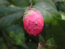Maybe you would like to learn more about one of these? Ts P6 Camellias