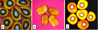 Minyak sawit diekstraksi dari biji kelapa sawit hingga menjadi larutan oranye pekat, kemudian disuling. 10 Bentuk Biji Kelapa Sawit Tipe A Dura B Pisifera Dan C Download Scientific Diagram
