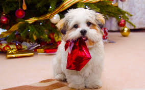 We did not find results for: Christmas Dog Wallpapers Top Free Christmas Dog Backgrounds Wallpaperaccess