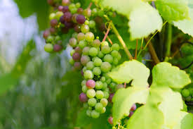 white grapes grapes green grapes green healthy fruit winegrowing vine grapevine nature eat fruits leaves wine vi green grapes grapes growing grapes