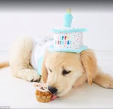 Kmart Australia Now Sells Adorable Birthday Outfits For Dogs Dog Birthday Puppy Birthday Birthday Outfit