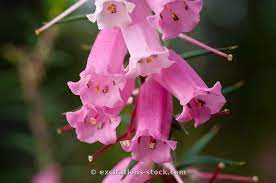 Epacris Impressa Aka As Pink Heath Floral Emblem Of Victoria Australia Flower Pictures Language Of Flowers Fruit Plants