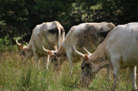 Image result for chillingham cattle