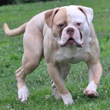 Meek american bulldogs, the largest performance american bulldogs in the world. American Bulldog Studs Big Head American Bulldogs