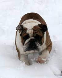 Looking for an english bulldog puppy to bring home? Texas English Bulldogs Puppies For Sale English Bulldog Breeder Stud Services