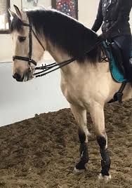 Buckskin dressage pre andalusian stallion, falke andalusier, spanisch pferd.andalusianssporthorses. Traumpferd Pre Buckskin Wallach 1 66