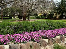 Wherever possible look for new improved forms which offer improved flowering and most. Perfect Plants For The Urban Landscape Project Ods