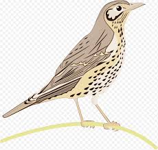 Read more png gambar murai batu kartun : House House Sparrow Common Nightingale Bird Finch American Sparrows Lark Paruh Png Klipartz
