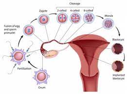 Can Ovulation Happen Right After Your Period Sophisticated Edge