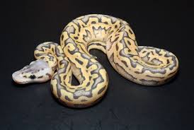 At xyzreptiles we have had the benefit of producing ball pythons for the last 3 decades and we can give you guaranteed genetics, healthy animals and competitive prices. The Puzzle Solved
