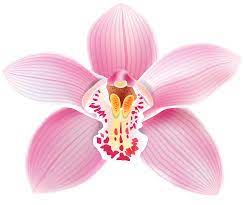 Pink Orchid Png Clipart Best Web Clipart Flower Illustration Orchid Illustration Orchid Drawing