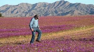 Namibia's desert landscape got a makeover this week as magical water poured down from the heavens. World S Driest Desert In Bloom After Heavy Rains Youtube