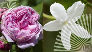 天然玫瑰花蠟 茉莉花蠟預購優惠 至10月31日止 flowers plants rose