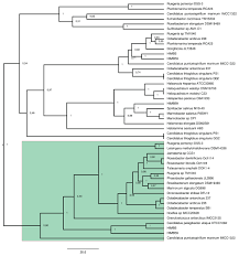 Evolutionary history of dimethylsulfoniopropionate (DMSP) demethylation  enzyme DmdA in marine bacteria [PeerJ]