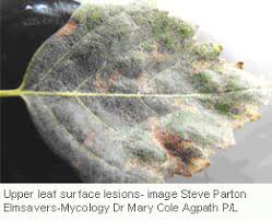 If your plants are in a sunny, well drained spot and get leaf spot due to bad weather, you have nothing to worry about. Birch Leaf Spot