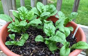 Follow this expert advice from hgtv and you'll be spacing for success. How To Grow Spinach