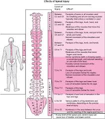 Measure 48 inches and cut it to length. Overview Of Spinal Cord Disorders Brain Spinal Cord And Nerve Disorders Merck Manuals Consumer Version