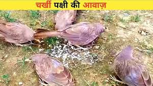 चर्खी पक्षी की आवाज़ | babbler bird sound | bird sound