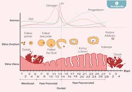 Definisi/arti kata 'interpretasi' di kamus besar bahasa indonesia (kbbi) adalah n pemberian kesan, pendapat, atau pandangan teoretis terhadap sesuatu; Siklus Menstruasi Penjelasan Lengkap Fase Menstruasi Dan Ovulasi