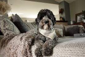 Maybe you would like to learn more about one of these? Ohio Valley Labradoodles