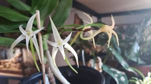 Image result for Cyrtorchis