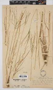 Image result for Chloris diluta