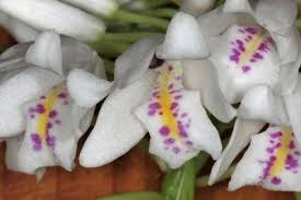 Image result for Polystachya lacroixiana