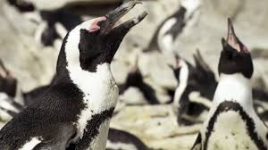 The life cycle of an emperor penguin. Emperor Penguin Facts For Kids All About Emperor Penguin
