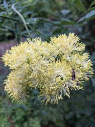 Image result for Satyrium flavum