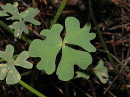 Image result for Marsileaceae