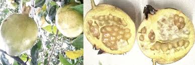 Manfaat Kulit Biji Dan Buah Delima Untuk Kesuburan Ibu Hamil Buah Kesuburan Delima