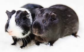 We did not find results for: Black And White Guinea Pig Names 250 Awesome Ideas For Naming Your Guinea Pigs
