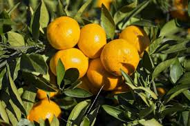 Grow your fruit trees, berry plants, nut tree, and berry plants at home for savings at the grocery store. How To Grow Satsuma Orange Trees Gardenerdy