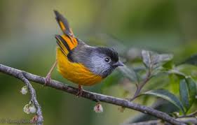 Wereldvogels Gouden Nontimalia Lioparus Chrysotis Pet Birds Bird Photography Bird