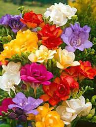 Pin By Svetlana Adamcova On Viragok Csokrok Freesia Flowers Beautiful Flowers Bulb Flowers