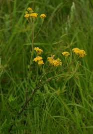 Image result for Nidorella auriculata