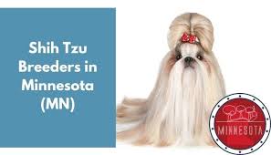Although they are not recognized by the american kennel club, they are recognized by other notable canine organizations. 9 Shih Tzu Breeders In Minnesota Mn Shih Tzu Puppies For Sale Animalfate