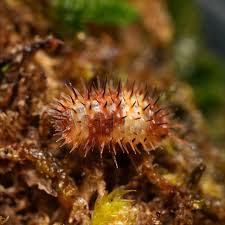 Image result for Callilepis laureola